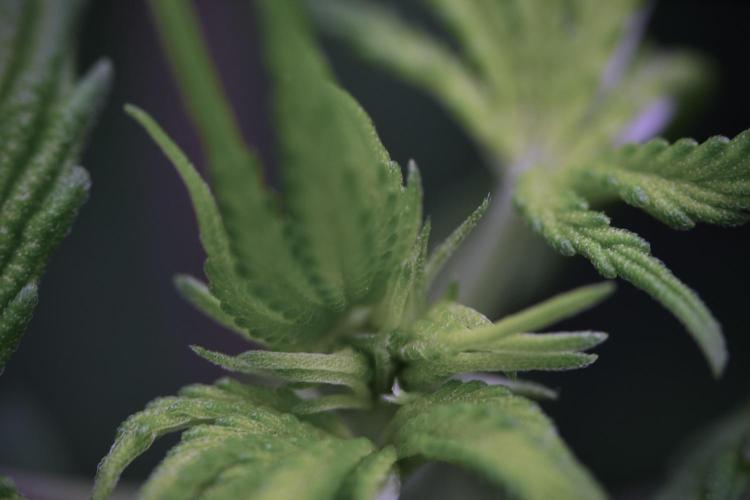 Blue Waffle F1 Zamnesia Pheno A. Week 6 - Blue Waffle F1 Plant A