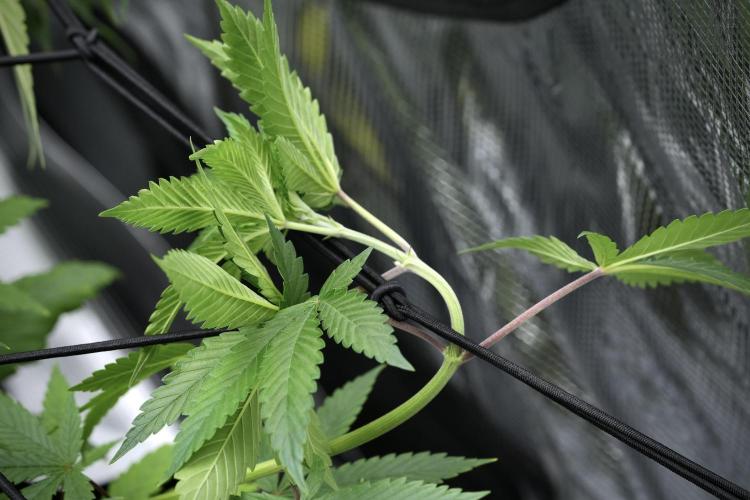 Blue Waffle F1 Zamnesia Pheno A. Week 6 - Room and vibes 