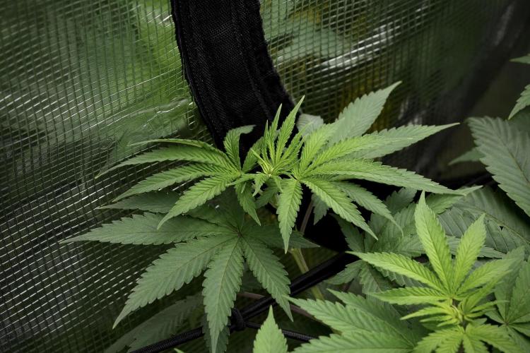 Pheno B Blue Waffle  F1 Zamnesia. Week 6 - Blue Waffle F1 Pheno B