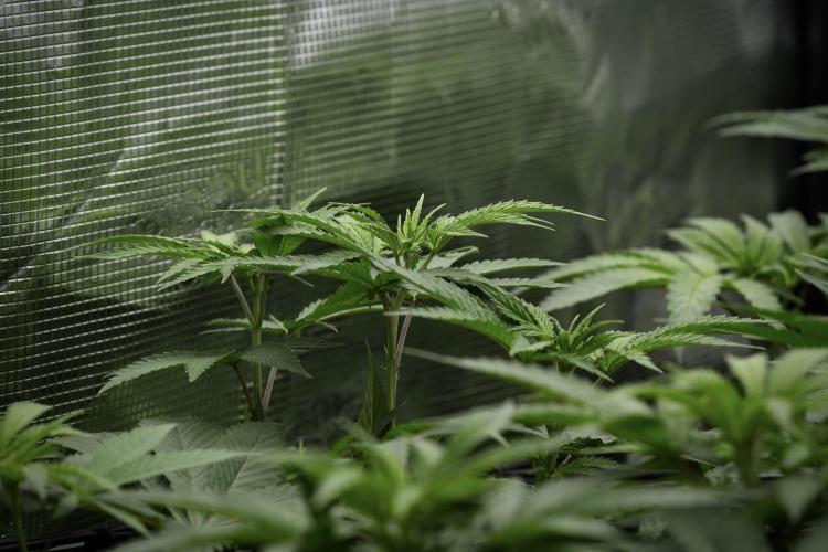 Pheno B Blue Waffle  F1 Zamnesia. Week 6 - Blue Waffle F1 Pheno B