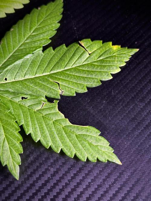 Pheno B Blue Waffle  F1 Zamnesia. Week 6 - Caterpillar damage  