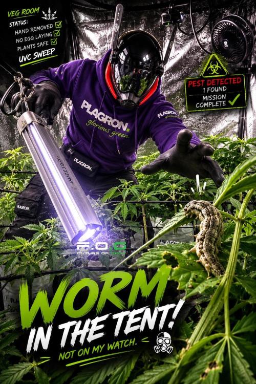 Pheno B Blue Waffle  F1 Zamnesia. Week 6 - not on my watch 