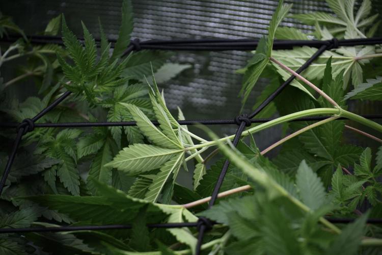 Pickle Lemon Haze F1 Zamnesia Pheno A. Week 6 - Pickle Lemon Haze F1 Pheno A 