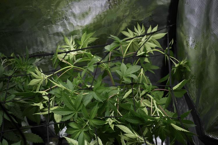 Pickle Lemon Haze F1 Zamnesia Pheno A. Week 6 - Pickle Lemon Haze F1 Pheno A 