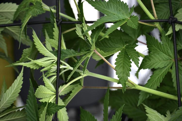 Pickle Lemon Haze F1 Zamnesia Pheno A. Week 6 - Pickle Lemon Haze F1 Pheno A 