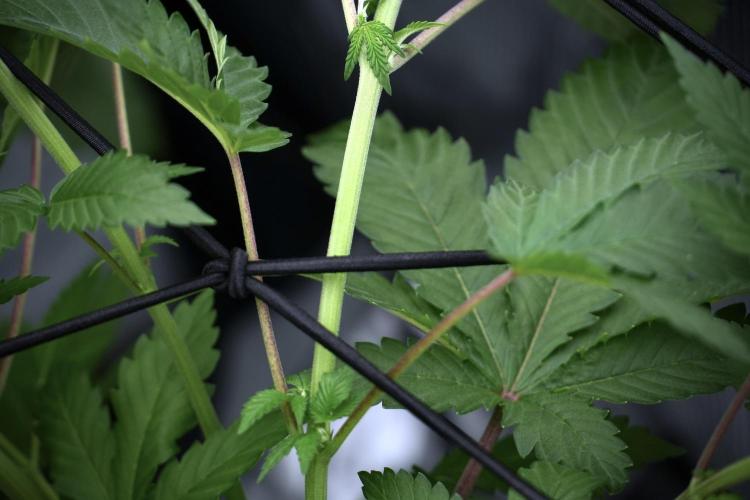 Pickle Lemon Haze F1 Zamnesia Pheno A. Week 6 - Pickle Lemon Haze F1 Pheno A 