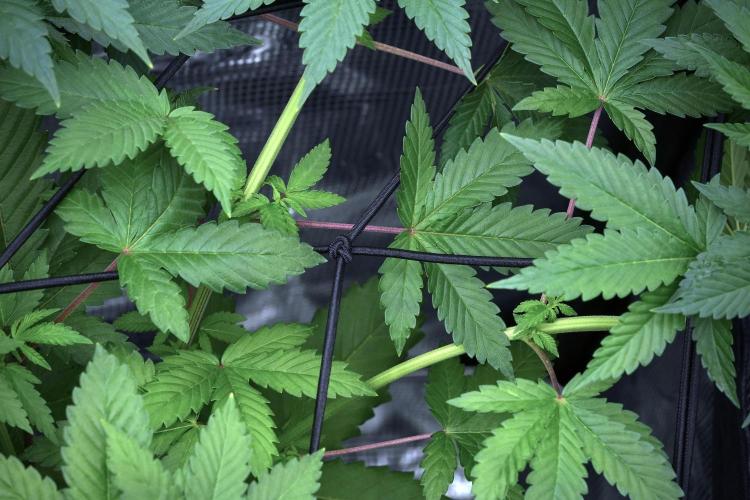 Pickle Lemon Haze F1 Zamnesia Pheno A. Week 6 - Pickle Lemon Haze F1 Pheno A 