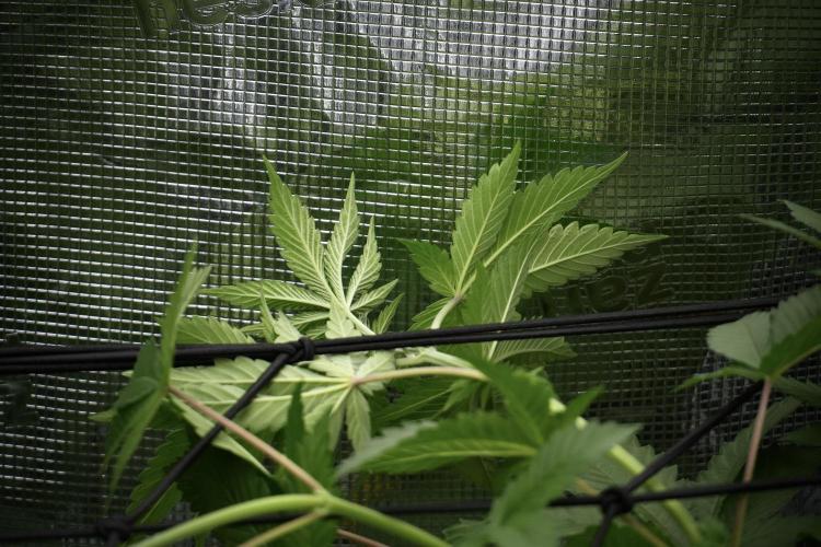 Pickle Lemon Haze F1 Zamnesia Pheno A. Week 6 - Pickle Lemon Haze F1 Pheno A 