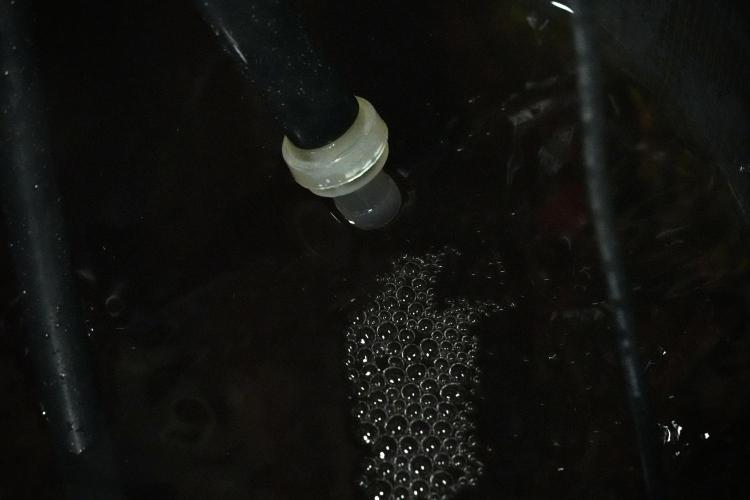 Pickle Lemon Haze F1 Zamnesia Pheno A. Week 6 - Drain system 