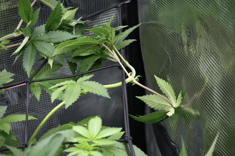 Pickle Lemon Haze F1 Zamnesia Pheno A. Week 6 - Room and vibes 