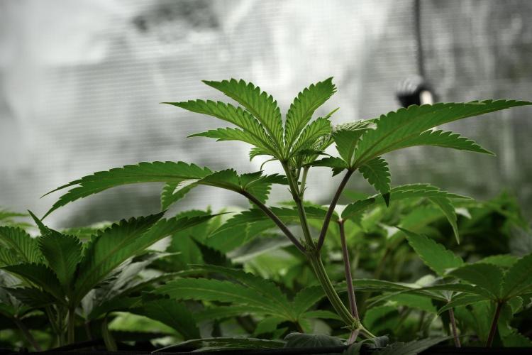 Pheno B Pickle Lemon Haze F1 Zamnesia. Week 6 - Pickle Lemon Haze F1 Pheno B