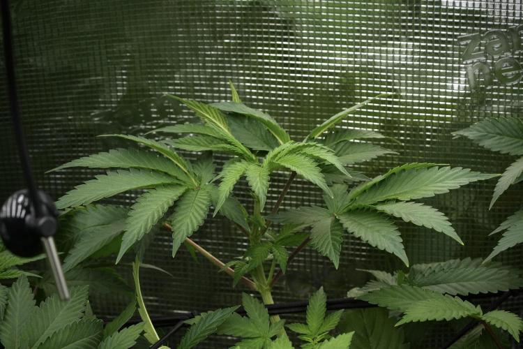 Pheno B Pickle Lemon Haze F1 Zamnesia. Week 6 - Pickle Lemon Haze F1 Pheno B