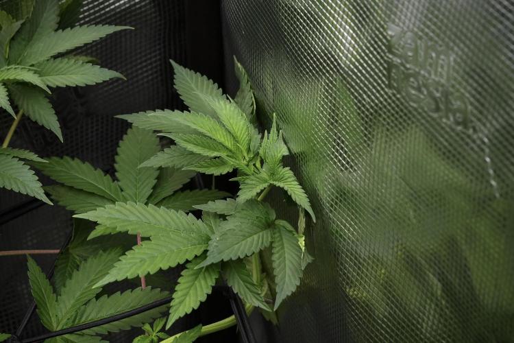 Pheno B Pickle Lemon Haze F1 Zamnesia. Week 6 - Pickle Lemon Haze F1 Pheno B