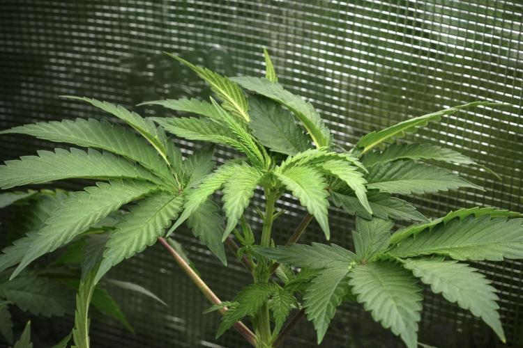 Pheno B Pickle Lemon Haze F1 Zamnesia. Week 6 - Pickle Lemon Haze F1 Pheno B