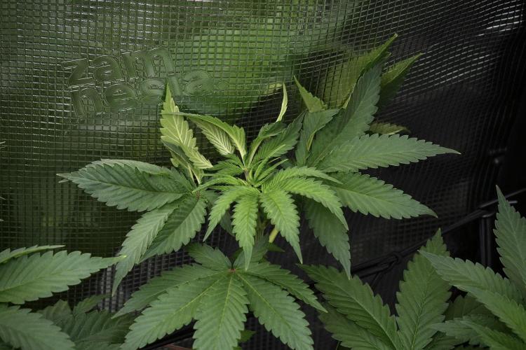 Pheno B Pickle Lemon Haze F1 Zamnesia. Week 6 - Pickle Lemon Haze F1 Pheno B