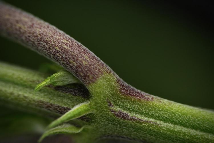 Pheno B Pickle Lemon Haze F1 Zamnesia. Week 6 - Macro Photography on the Pickle Lemon Haze F1 Pheno B
