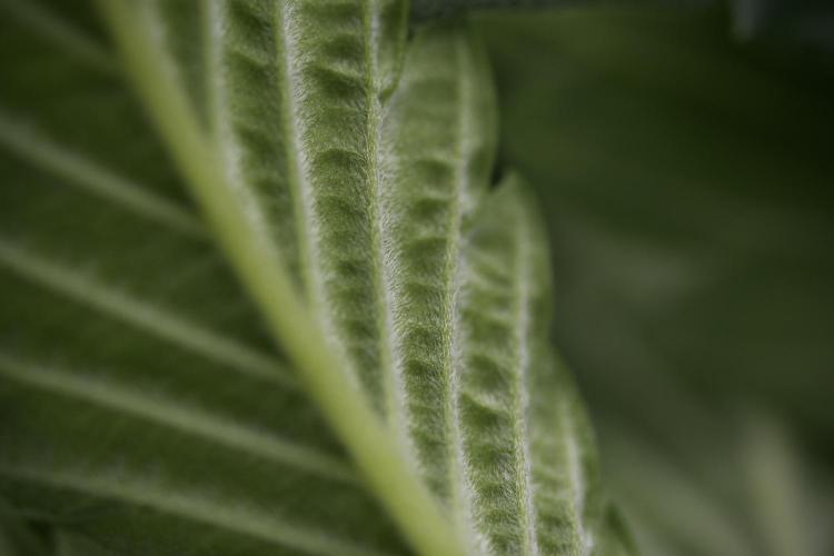 Pheno B Pickle Lemon Haze F1 Zamnesia. Week 6 - Macro Photography on the Pickle Lemon Haze F1 Pheno B