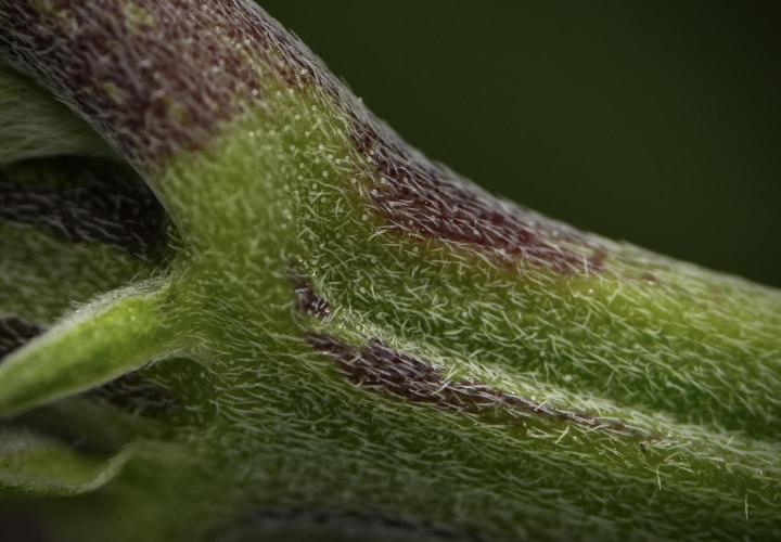 Pheno B Pickle Lemon Haze F1 Zamnesia. Week 6 - Macro Photography on the Pickle Lemon Haze F1 Pheno B