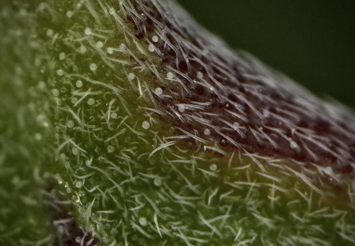 Pheno B Pickle Lemon Haze F1 Zamnesia. Week 6 - Macro Photography on the Pickle Lemon Haze F1 Pheno B