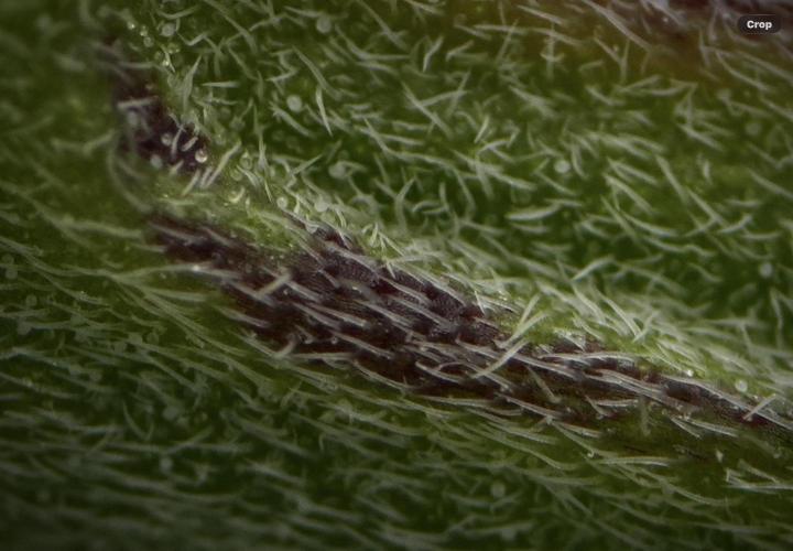 Pheno B Pickle Lemon Haze F1 Zamnesia. Week 6 - Macro Photography on the Pickle Lemon Haze F1 Pheno B