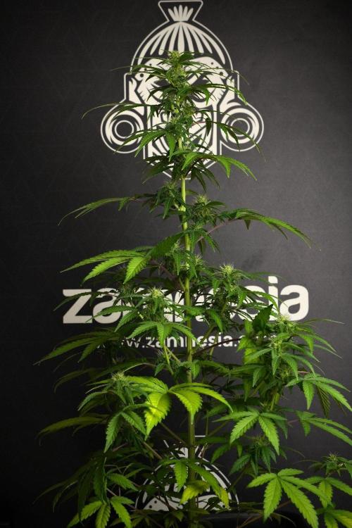Blueberry  Muffin by Zamnesia Pheno A. Week 8 - Blueberry Muffin -Pheno A