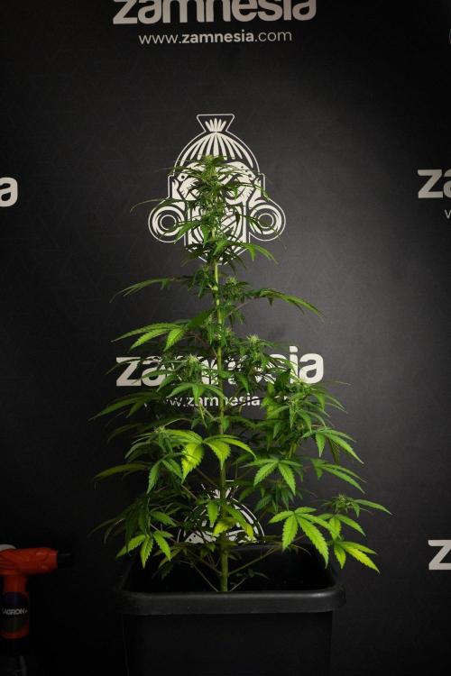 Blueberry  Muffin by Zamnesia Pheno A. Week 8 - Blueberry Muffin -Pheno A