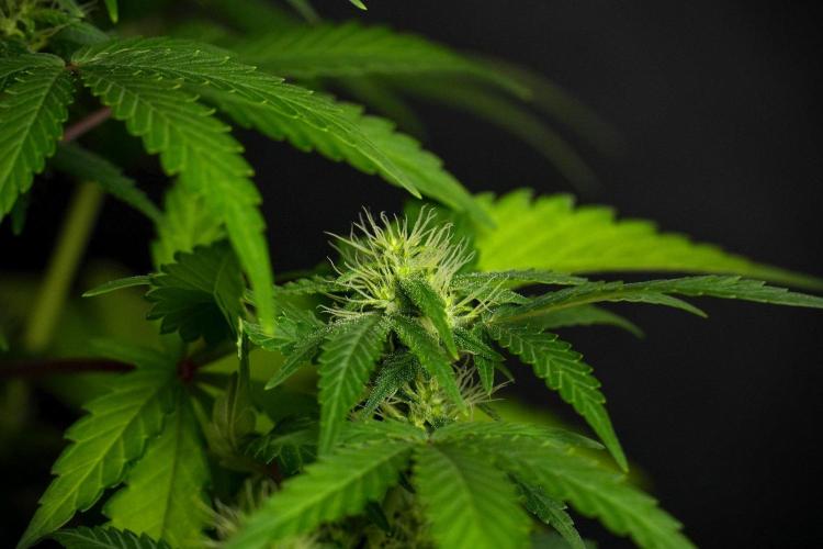 Blueberry  Muffin by Zamnesia Pheno A. Week 8 - Blueberry Muffin -Pheno A