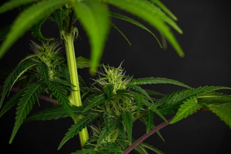 Blueberry  Muffin by Zamnesia Pheno A. Week 8 - Blueberry Muffin -Pheno A