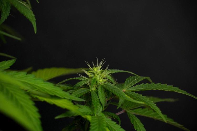 Blueberry  Muffin by Zamnesia Pheno A. Week 8 - Blueberry Muffin -Pheno A