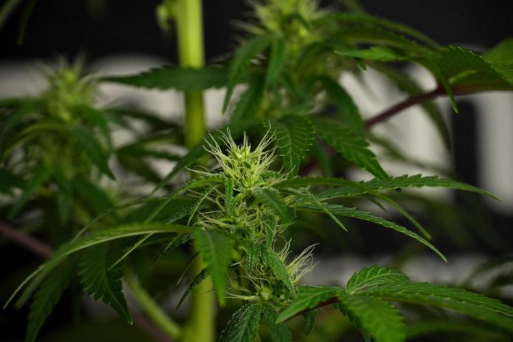 Blueberry  Muffin by Zamnesia Pheno A. Week 8 - Blueberry Muffin -Pheno A