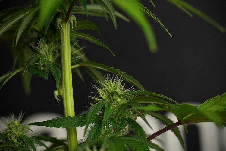 Blueberry  Muffin by Zamnesia Pheno A. Week 8 - Blueberry Muffin -Pheno A