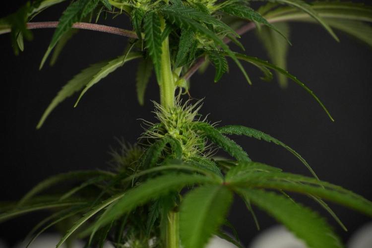 Blueberry  Muffin by Zamnesia Pheno A. Week 8 - Blueberry Muffin -Pheno A