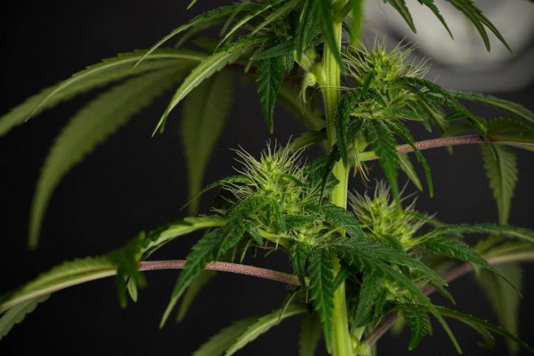 Blueberry  Muffin by Zamnesia Pheno A. Week 8 - Blueberry Muffin -Pheno A