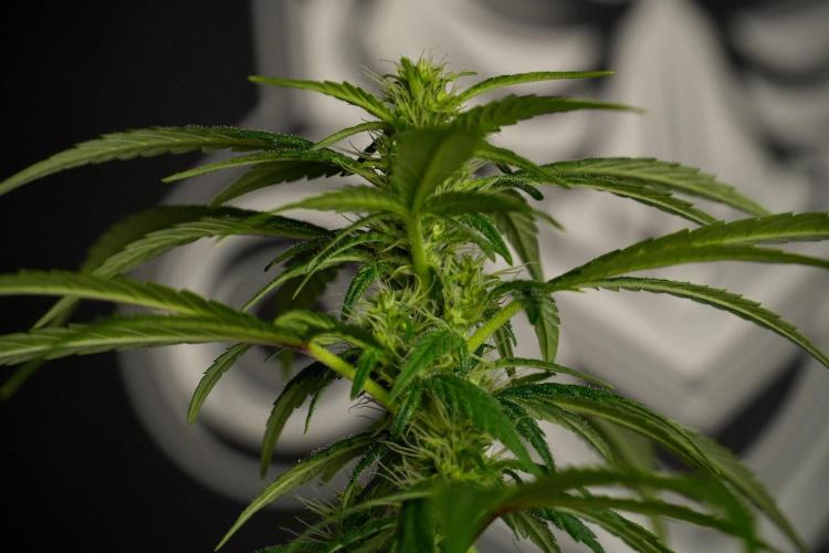 Blueberry  Muffin by Zamnesia Pheno A. Week 8 - Blueberry Muffin -Pheno A