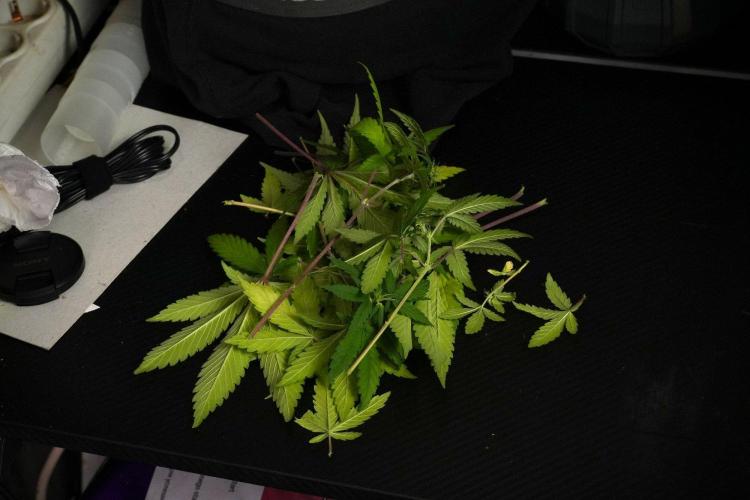 Blueberry  Muffin by Zamnesia Pheno A. Week 8 - Blueberry Muffin -Pheno A