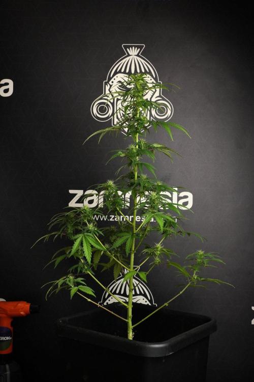 Blueberry  Muffin by Zamnesia Pheno A. Week 8 - Blueberry Muffin -Pheno A