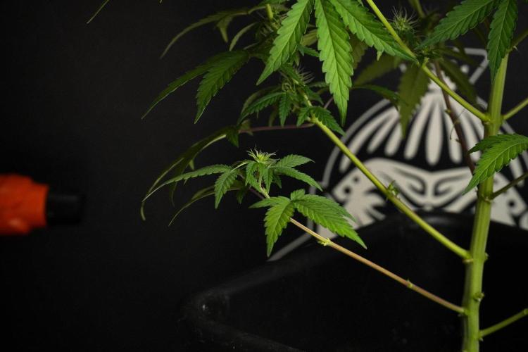 Blueberry  Muffin by Zamnesia Pheno A. Week 8 - Blueberry Muffin -Pheno A