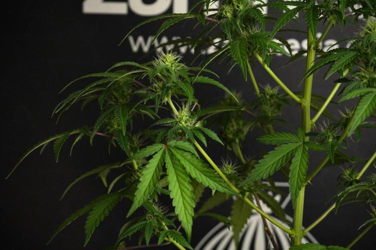Blueberry  Muffin by Zamnesia Pheno A. Week 8 - Blueberry Muffin -Pheno A