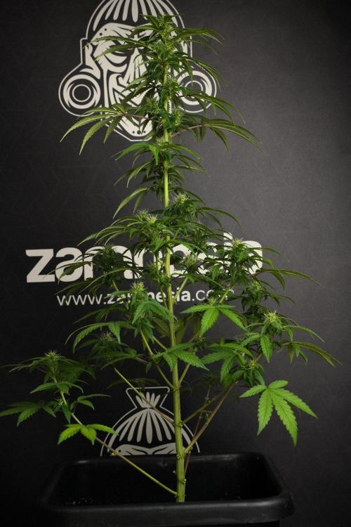 Blueberry  Muffin by Zamnesia Pheno A. Week 8 - Blueberry Muffin -Pheno A