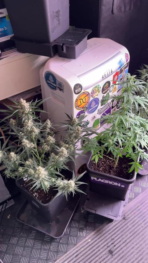 Blueberry Muffin by Zamnesia Pheno A