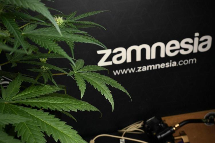 Pheno B Blueberry  Muffin by Zamnesia. Week 8 - Leafs 