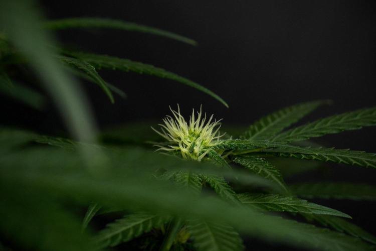 Pheno B Blueberry  Muffin by Zamnesia. Week 8 - Blueberry Muffin pheno B