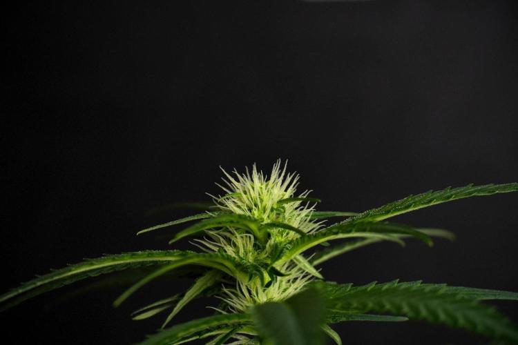 Pheno B Blueberry  Muffin by Zamnesia. Week 8 - Blueberry Muffin pheno B