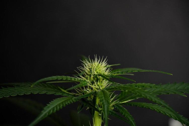 Pheno B Blueberry  Muffin by Zamnesia. Week 8 - Blueberry Muffin pheno B