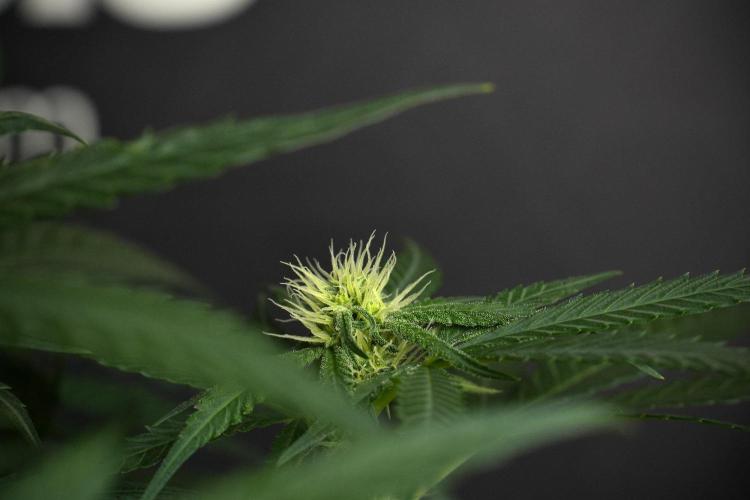 Pheno B Blueberry  Muffin by Zamnesia. Week 8 - Blueberry Muffin pheno B