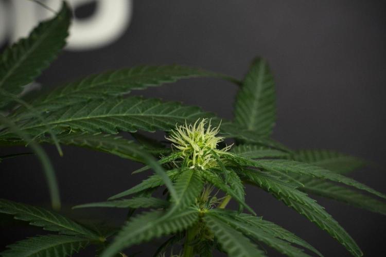 Pheno B Blueberry  Muffin by Zamnesia. Week 8 - Blueberry Muffin pheno B