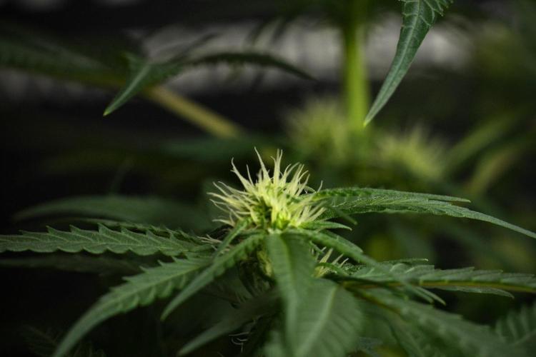 Pheno B Blueberry  Muffin by Zamnesia. Week 8 - Blueberry Muffin pheno B