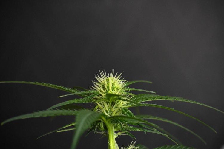 Pheno B Blueberry  Muffin by Zamnesia. Week 8 - Blueberry Muffin pheno B