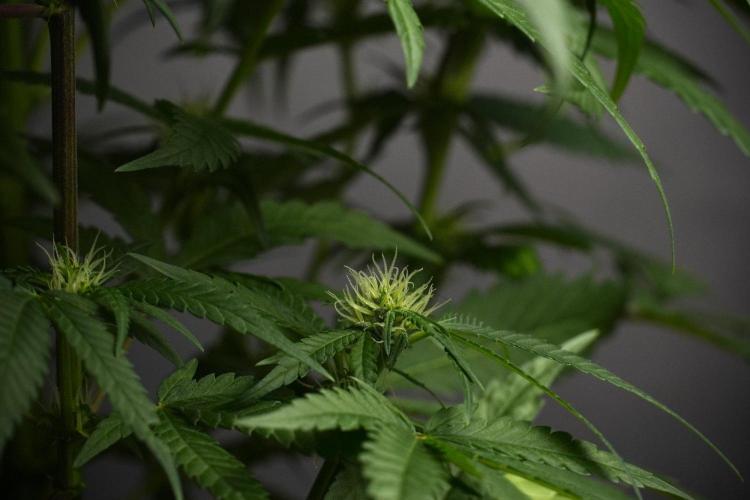 Pheno B Blueberry  Muffin by Zamnesia. Week 8 - Blueberry Muffin pheno B