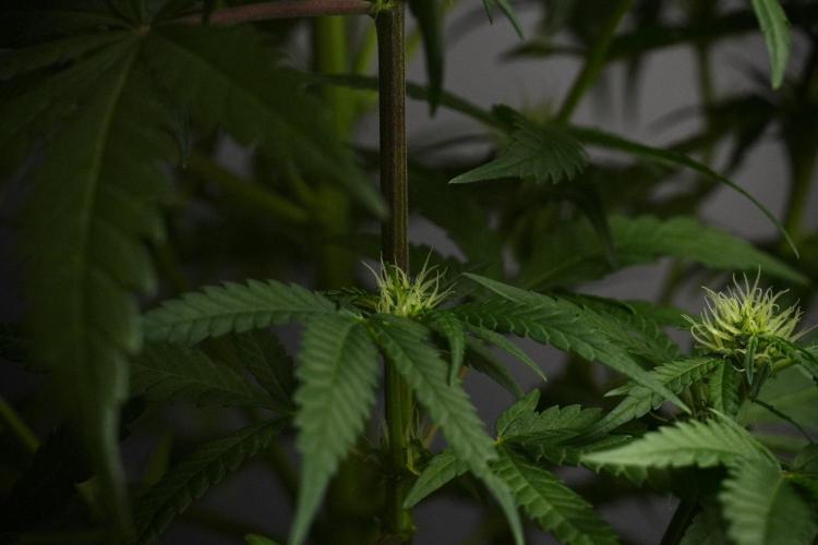Pheno B Blueberry  Muffin by Zamnesia. Week 8 - Blueberry Muffin pheno B
